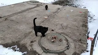 Коты выясняют отношения .1 часть.Cats sort things out .1 part.