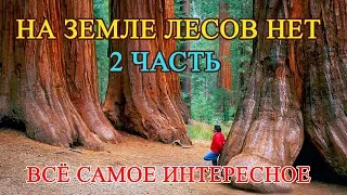 На Земле Лесов Нет, феноменальные факты