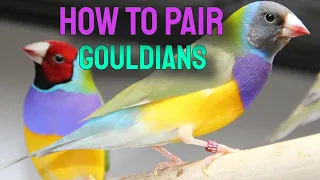 How to Pair Gouldian Finches for Breeding | Part 1