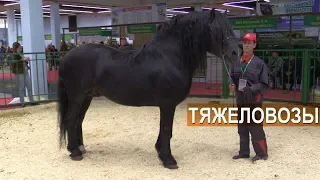 Тяжелоупряжные лошади. Выставка Золотая Осень-2017.