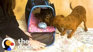 Dog Dreams Of Not Being An Only Child Until... ❤️ | The Dodo
