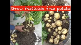 Grow potato in a bucket (with english subtitle)