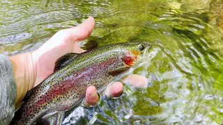 This Is One Of The Best Rivers To Fish In Tennessee! | Fly Fishing East Tennessee