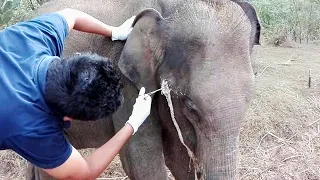 Heartwarming! Treatment to elephant suffering with an abscess in the face