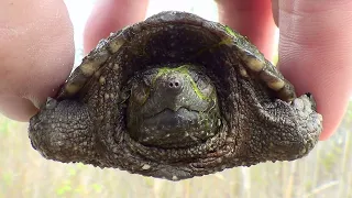 Baby Snapper