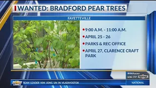 Fayetteville Officials Want Residents to Cut Down Invasive Pear Trees (KNWA)