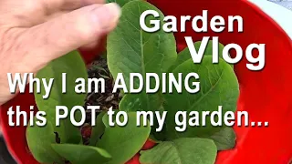 LONG Requested Vlog as I Walk in the Garden-Bucket & Container Gardening MAKING Free Soil Plant Food