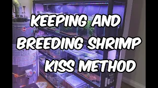 The Art of Keeping and Breeding Caridina and Neocaridina Shrimp (KISS Method)