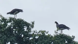 fui lá no território da onça sozinho