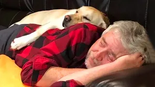 Cute Dog Can't Stop Snuggle Their Human   Best Animals Show Love Videos