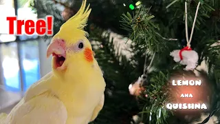 Cockatiels Reactions to seeing a Christmas Tree for the first time