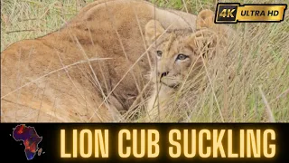 Lion Cub Suckling.