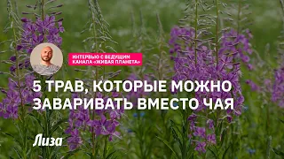 Травы, которые можно заваривать вместо чая