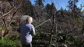 Pruning Deciduous Fruit Trees: Open Center and Central Leader Forms with Orin Martin
