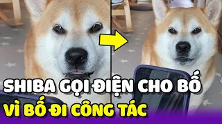 Chú chó Shiba Inu gọi điện cho bố vì quá nhớ bố 😂 | Yêu Lu Official