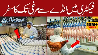 یہ مشین سیکنڈوں میں انڈوں سے مرغی کو کیسے نکالتی ہے | Poultry farm Advanced Technology | Door Bini