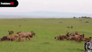 Flock of Hyenas VS Lioness And Lion Comes
