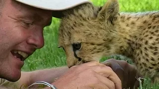 Cheetah Cubs Learning to Hunt by Playing | BBC Earth