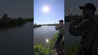 ОГРОМНЫЙ ЧЕРНЫЙ АМУР НА УЛЬТРАЛАЙТ😮 ПОДРОБНОСТИ В ОПИСАНИИ #shortsvideo #fishing #природа #fish