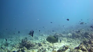 Magic of the underwater world! Embudu Atoll, Maldives - house reef.
