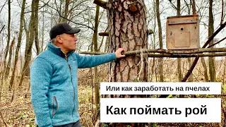 КАК ПОЙМАТЬ РОЙ. ИЛИ КАК ЗАРАБОТАТЬ/РАЗБОГАТЕТЬ НА ПЧЁЛАХ