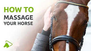 4 Horse Massage Techniques You Need to Know | wehorse