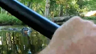 Alligator slams into the side of a kayak tipping the boater into the river * Waccamaw River