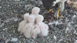 Osaka Peregrine Falcons/2024-04-19/5th feeding