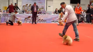 Dog Show AKC 20151206- Pomeranian Breeds