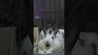 Funny moment 6 second #fun #funny #jokes #rabbit #song