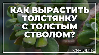 Как вырастить толстянку с толстым стволом? | toNature.Info