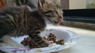 Rescue Orphan Kitten Not Leaving His Plate Of Food He Wants To Eat All After Spending Starving Life