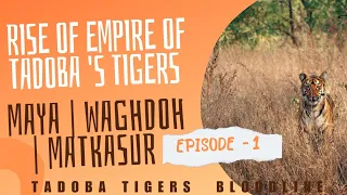 THE RISE OF EMPIRE OF TADOBA TIGERS | BLOODLINE OF TADOBA 'S TIGERS | EP - 1 | TADOBA TIGER RESERVE