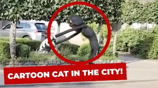 Top 5 CARTOON CAT caught on camera | spotted in real life 2020