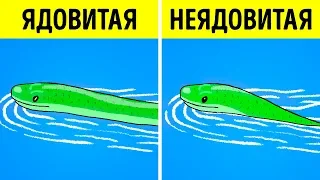 Что Делать, Если вы Встретили Змею?