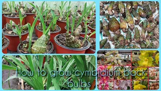 How to grow cymbidium orchid for back bulbs easy Method♥️