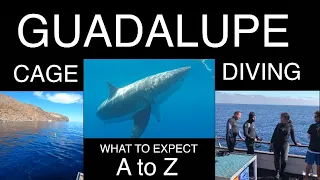 GUADALUPE CAGE DIVING: Everything You Need to Know