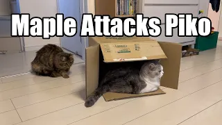 Maple attacks Piko