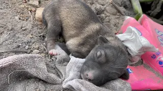 Newborn Puppies, Abandoned In A Dump, Rescuers Adopt Them