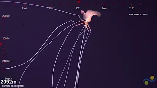 Bigfin Squid (Magnapinna squid) Spotted in 2019