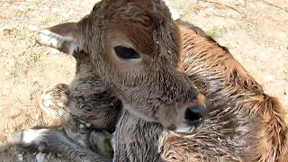 Newborn calf dumped still wet with afterbirth rescued