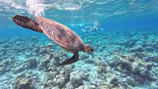 Maldives - Snorkeling around Adaaran Select Meedhupparu  [ HD-60fps ]