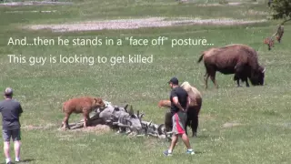 Stupid people by animals in Yellowstone