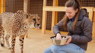 Cheetah Ichel ate from Masha's hands!