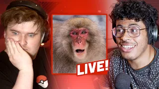 Japanese Girlboss Monkey Becomes First Female Alpha! | Sci Guys Live! (clip)