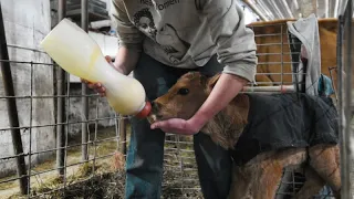 Milking Jersey cows and the arrival of winter chores