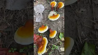 Cultivating Reishi Mushrooms Outdoor #shortsvideo #diy #medicinal #mushrooms