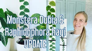 #Monstera #Dubia and #Raphidophora hayi update #plantcare #update