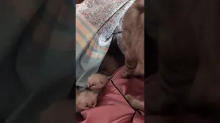 A mother cat bringing her kittens to her owner's bed as a sign of trust