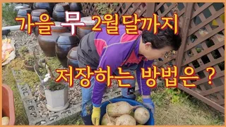 가을 무 아이스박스 하나로 봄까지 저장하는 방법/How to save until spring with one autumn radish ice pack(농사의신)